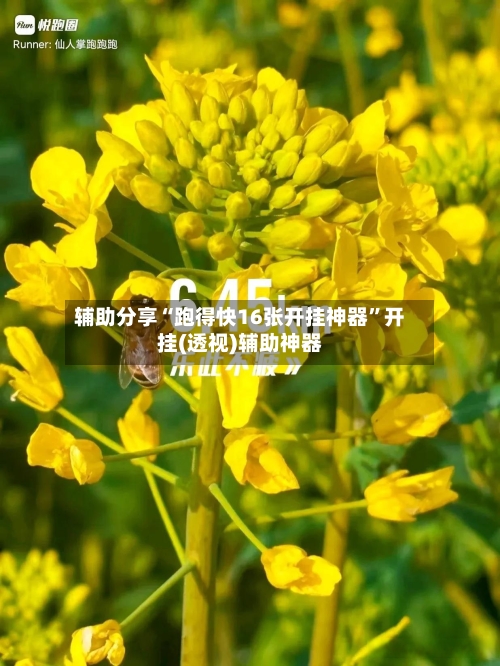 辅助分享“跑得快16张开挂神器”开挂(透视)辅助神器-第3张图片