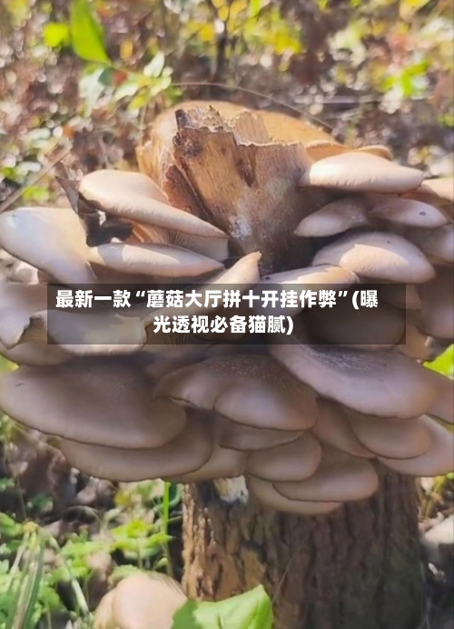 最新一款“蘑菇大厅拼十开挂作弊”(曝光透视必备猫腻)-第2张图片