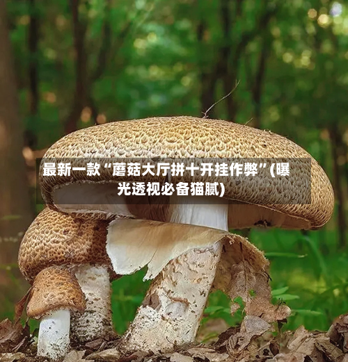 最新一款“蘑菇大厅拼十开挂作弊”(曝光透视必备猫腻)-第3张图片